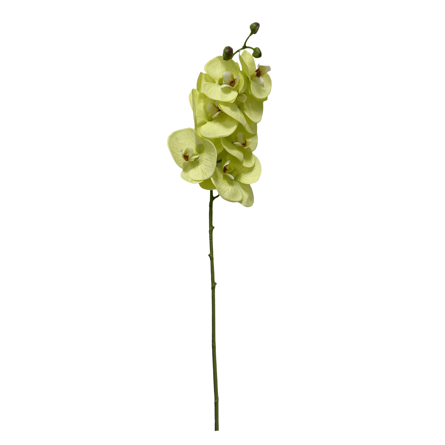 Künstliche Orchidee - Real Touch