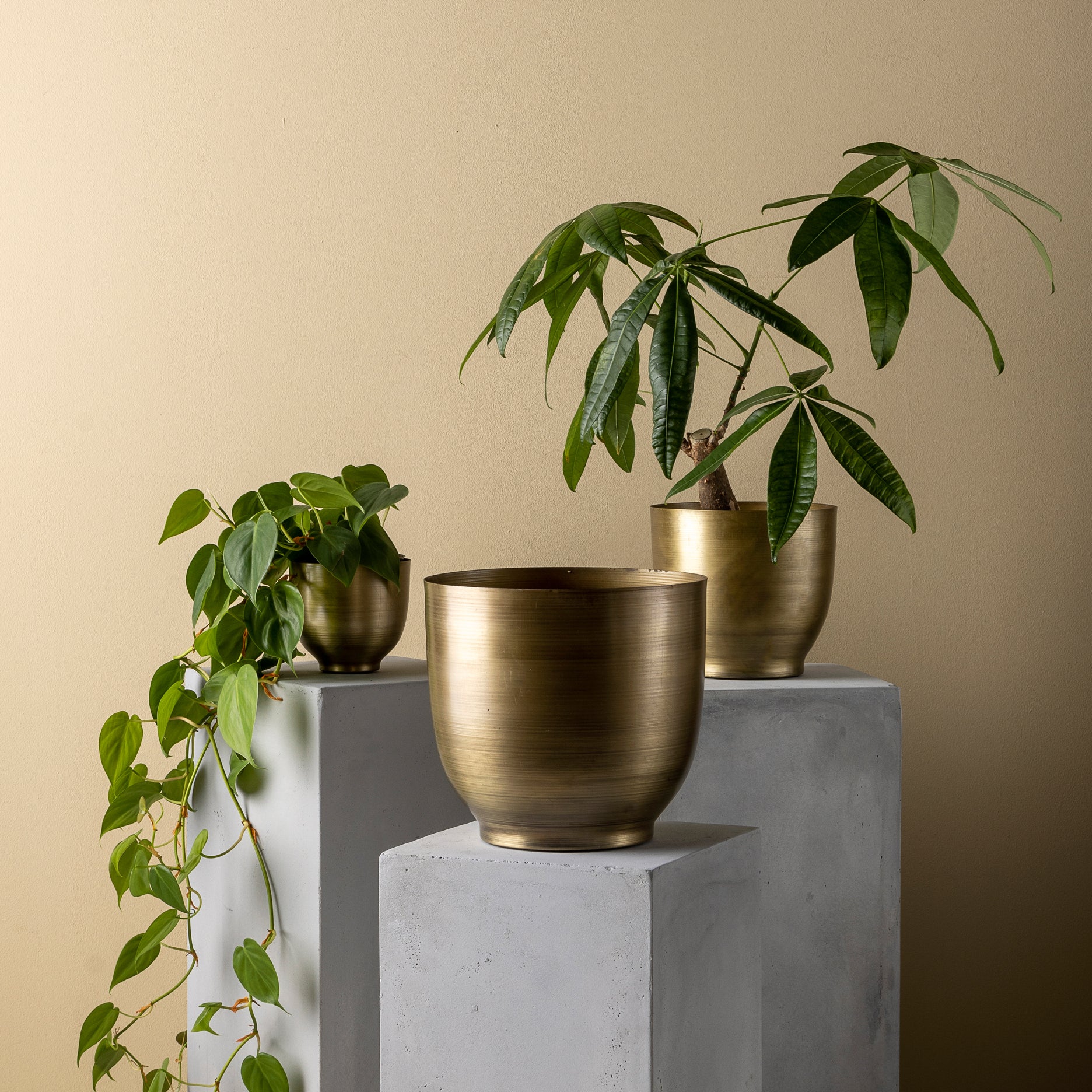Athene Blumentopf
